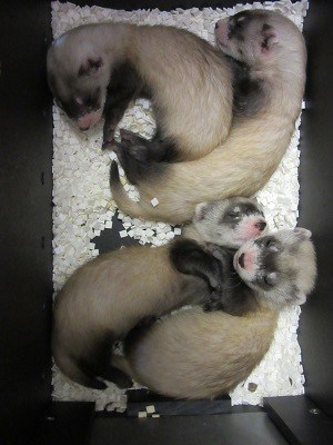 Black Footed Ferret - Toronto Zoo