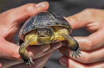 BABY BLANDING'S TURTLES RELEASED IN THE FUTURE ROUGE NATIONAL URBAN PARK