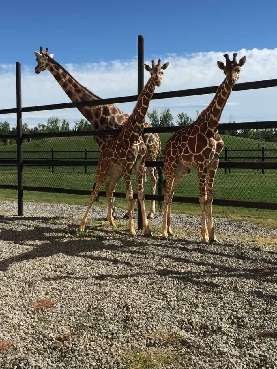 Safari Niagara’s family has grown yet again!