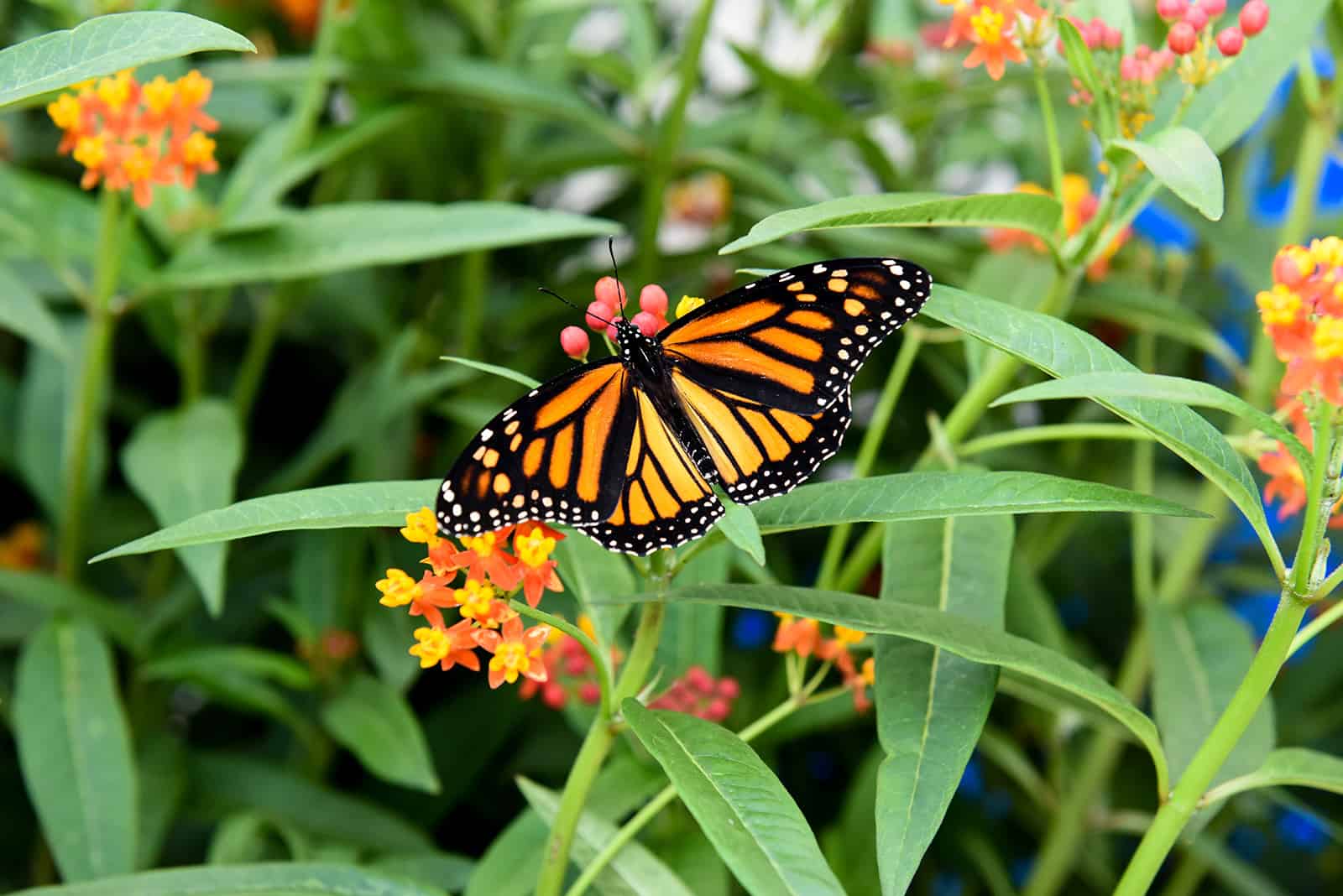 Butterfly Conservatory