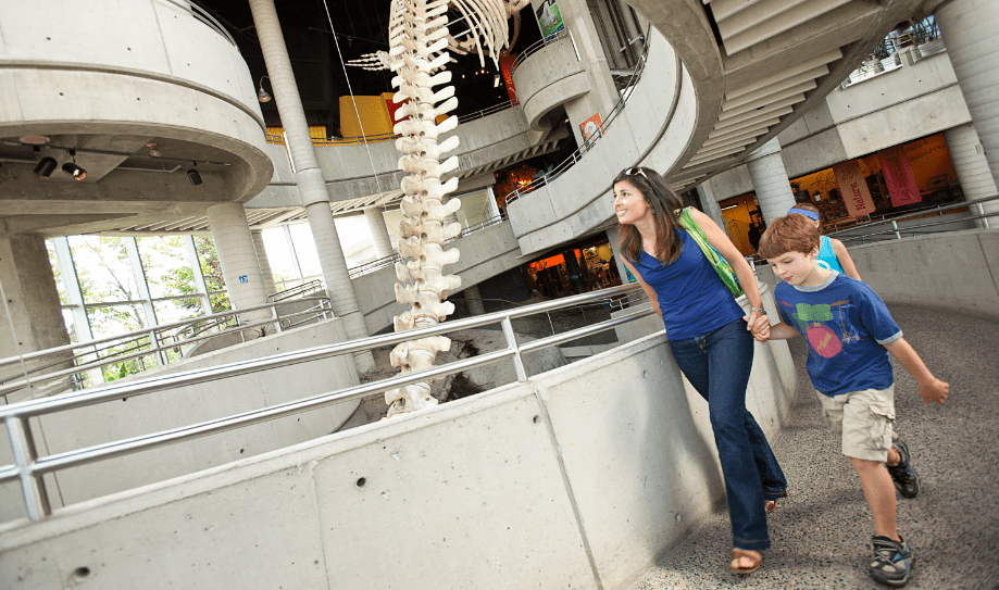 Science North Whale Skeleton