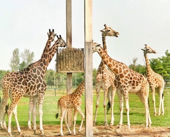 Giraffes At African Lion Safari