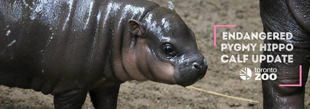 TORONTO ZOO’S ENDANGERED PYGMY HIPPOPOTAMUS MAKES PUBLIC DEBUT