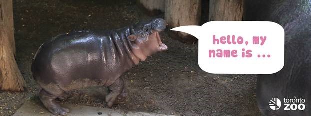 TORONTO ZOO’S ENDANGERED PYGMY HIPPOPOTAMUS CALF HAS A NAME!